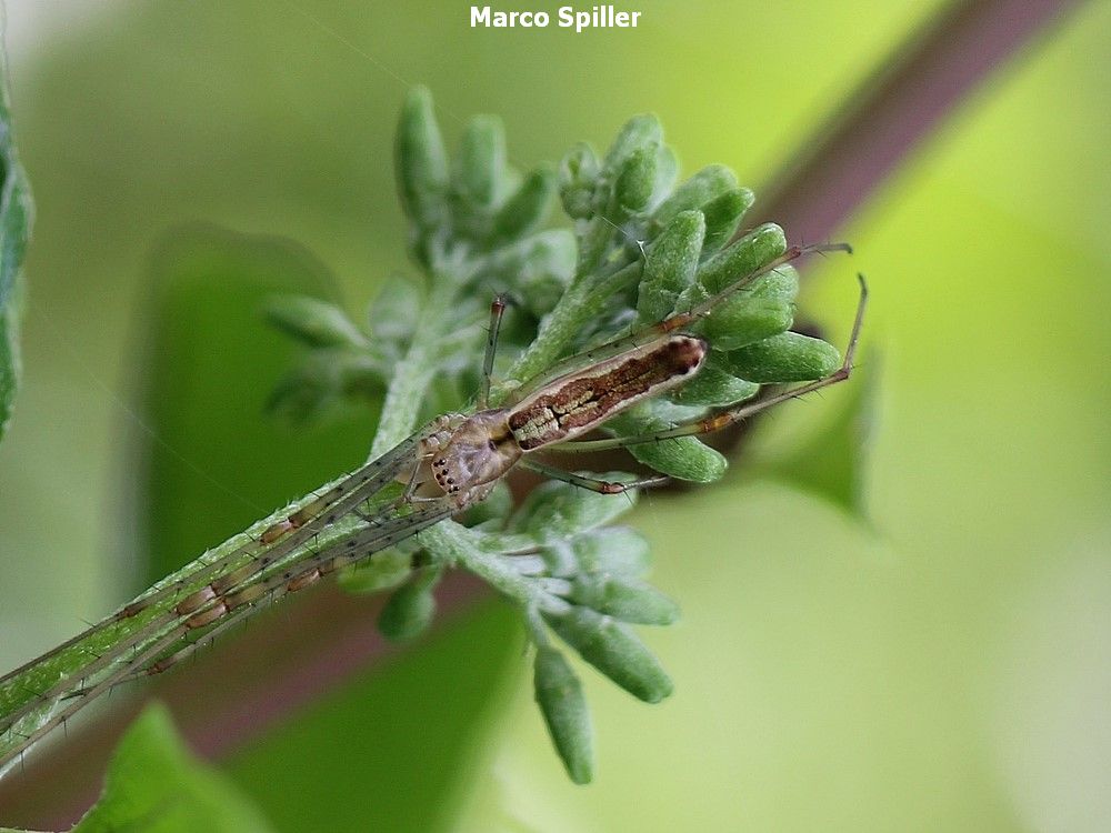 Tetragnatha sp. - Milano (MI)